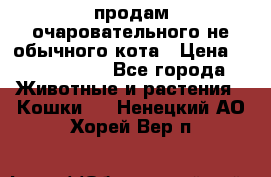 продам очаровательного не обычного кота › Цена ­ 7 000 000 - Все города Животные и растения » Кошки   . Ненецкий АО,Хорей-Вер п.